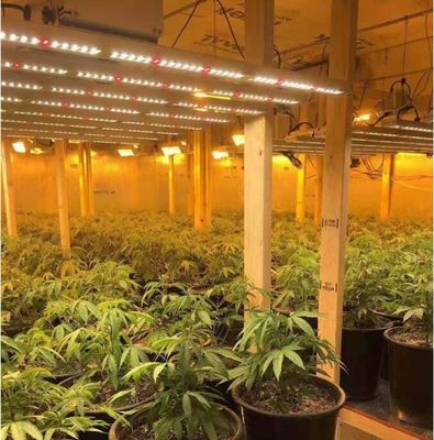 8 Bar 10 Bar 600w 800w 720w Indoor LED Wachstumsleuchten Pflanzenleuchten für Zimmerpflanzen Hydroponisch
